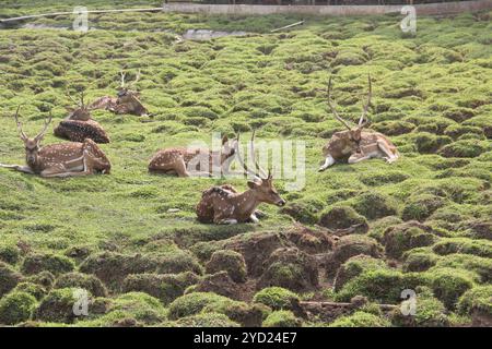 Repéré des cerfs bronzer dans l'après-midi. Banque D'Images