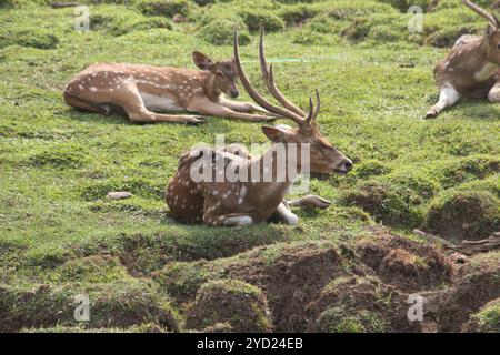 Repéré des cerfs bronzer dans l'après-midi. Banque D'Images