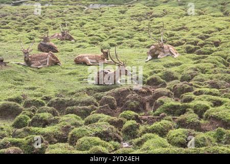 Repéré des cerfs bronzer dans l'après-midi. Banque D'Images