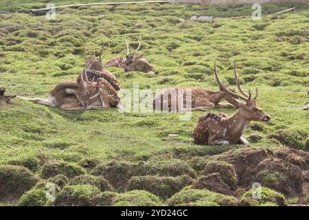 Repéré des cerfs bronzer dans l'après-midi. Banque D'Images