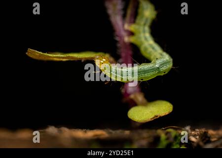 Le boucleur de chou (Trichoplusia ni) se déplaçant sur une petite plante sous la macro photographie Banque D'Images