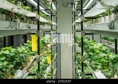 Culture commerciale de fraises dans une petite serre en utilisant la méthode hydroponique - irrigation goutte à goutte Banque D'Images