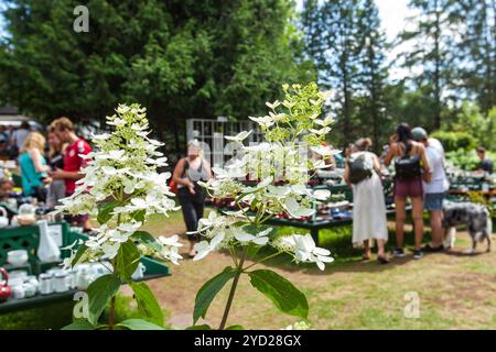 2 fleurs blanches devant une couronne regardant des articles de poterie Banque D'Images