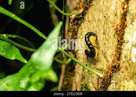 Les millipèdes sont un groupe d'arthropodes qui se caractérisent par deux paires de pattes articulées sur la plupart des segments du corps. Chaque segment à deux pattes est un Banque D'Images