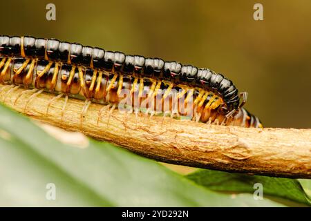 Les millipèdes sont un groupe d'arthropodes qui se caractérisent par deux paires de pattes articulées sur la plupart des segments du corps. Chaque segment à deux pattes est un Banque D'Images