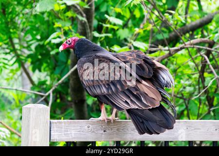 Un Vulture de dinde assis sur une clôture. Banque D'Images