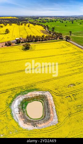 Vues aériennes panoramiques du canola et des pâturages en Australie rurale Banque D'Images