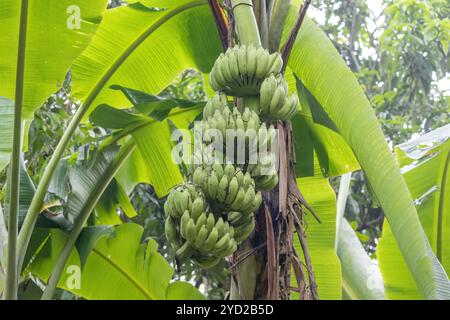 Un tas de bananes vertes fraîches non mûres sont suspendues à un bananier. Il est connu localement sous le nom de Kacha Kola au Bangladesh. Banque D'Images