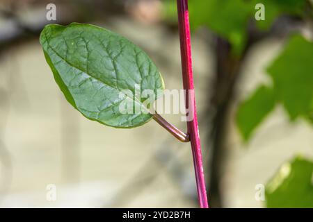 Un gros plan d'une feuille verte d'épinards Malabar, un légume sain. Son nom scientifique est Basella alba, et il est connu localement sous le nom de pui shak au Bangladesh Banque D'Images