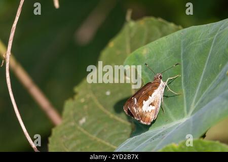 Un beau papillon de démon d'herbe (Ancistroides folus) perché sur une feuille verte. Banque D'Images