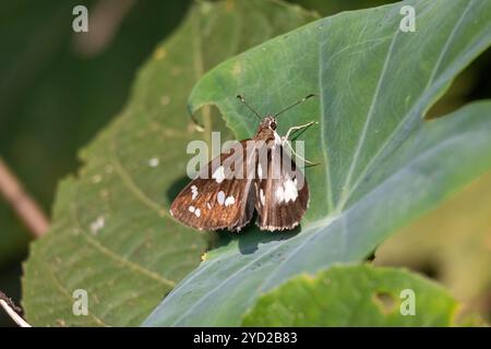 Un beau papillon démon d'herbe perché sur une feuille verte. Banque D'Images