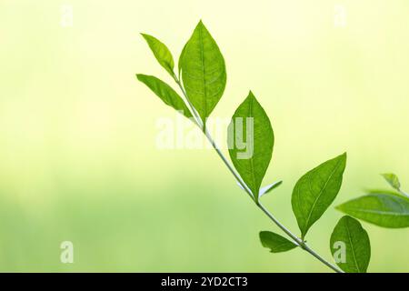 Gros plan de feuilles d'arbre de henné vert sur un fond flou. Son nom scientifique est Lawsonia inermis, également connu sous le nom d'arbre mehendi, henné Banque D'Images