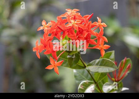 Belle fleur de géranium de jungle rouge (Ixora coccinea) fleurissant dans le jardin. Elle est connue sous le nom de fleur de rangan au Bangladesh. Banque D'Images