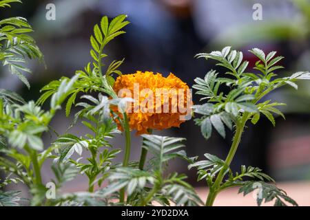 Une fleur de souci fleurissant dans le jardin. Belle fleur jaune avec un feuillage vert luxuriant sur un fond flou. Banque D'Images