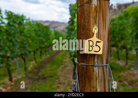 Panneau de poteau en bois, raisins de vigne de vignoble Banque D'Images