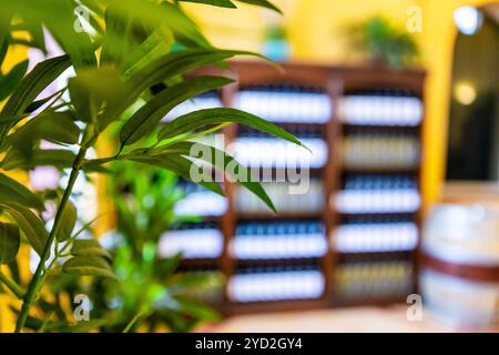 Magasin de vins et salle de dégustation de l'intérieur, les bouteilles de vin sur les étagères d'affichage, l'arrière-plan copie floue avec espace vert plantes feuilles selective focus view Banque D'Images