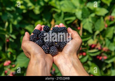 une poignée de fruits mûrs et frais de blackberry. les mains du travailleur agricole pleine de fruits de mûres en vue rapprochée et sélective de mise au point avec espace de copie Banque D'Images