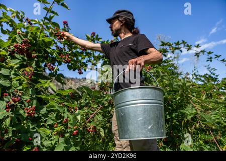 Homme caucasien tenant un seau en métal alors qu'il cueille des fruits mûrs frais dans une vue à faible angle pendant la récolte, U choisir Le concept de ferme Blackberry Banque D'Images