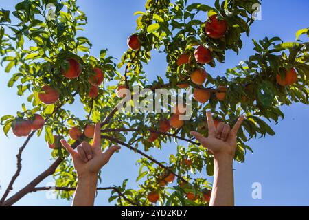 Mains cueillant des fruits de pêche, arbre de verger Banque D'Images