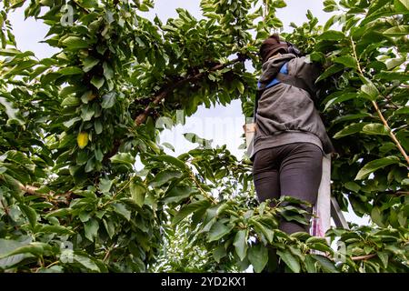 Vue à faible angle du travailleur agricole debout sur l'échelle et en cueillant des cerises dans l'arbre, récolte des cerises dans le verger industriel. Vue arrière Banque D'Images