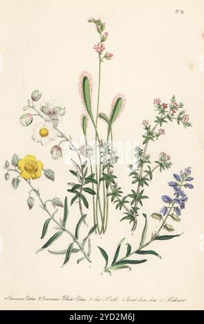 Cistus, Helianthemum nummularium, rosier blanc, Helianthemum apennimum, landes marines, Frankenia laevis, grande rosée solaire, Drosera anglica, et milkwort, Polygala vulgaris. Lithographie colorée à la main par Henry Noel Humphreys d'après une illustration botanique de Jane Loudon tirée de son livre British Wild Flowers, William Smith, Londres, 1846. Banque D'Images