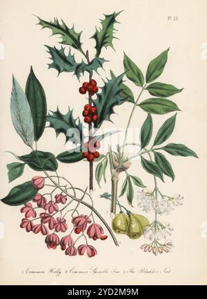 houx commun, Ilex aquifolium, arbre de fuseau commun ou lierre, Euonymus europaeus, et noix bladdernut, Staphylea pinnata. Lithographie colorée à la main par Henry Noel Humphreys d'après une illustration botanique de Jane Loudon tirée de son livre British Wild Flowers, William Smith, Londres, 1846. Banque D'Images