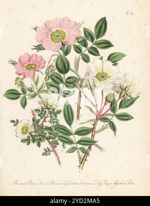 Rose de Burnet, Rosa spinosissima, briar douce ou eglantine, Rosa rubiginosa, rose de chien, Rosa canina et rose d'Ayrshire, Rosa arvensis. Lithographie colorée à la main par Henry Noel Humphreys d'après une illustration botanique de Jane Loudon tirée de son livre British Wild Flowers, William Smith, Londres, 1846. Banque D'Images