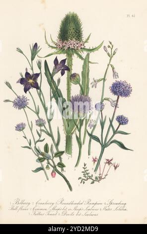 Billberry, Vaccinum myrtillus, canneberge, Oxycoccus palustris, rampion à tête ronde, Phyteuma orbiculare, fleurs en cloche, Campanula patula, brebis, Jasione montana, lobelia d'eau, Lobelia dortmanna, teasel de fuller, Dipsacus fullonum, et le petit scabieux du diable, Scabiosa succisa. Lithographie colorée à la main par Henry Noel Humphreys d'après une illustration botanique de Jane Loudon tirée de son livre British Wild Flowers, William Smith, Londres, 1846. Banque D'Images