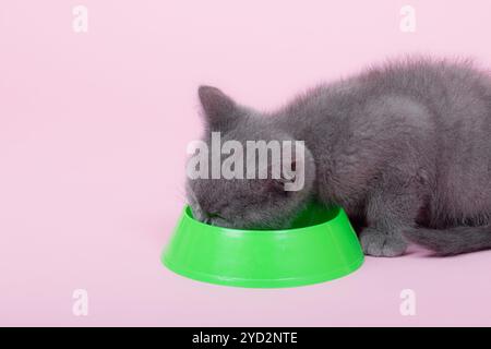 Le chat mange dans un bol. Un animal de compagnie. Le bol vert. Chat britannique gris. Nutrition de l'animal. Banque D'Images