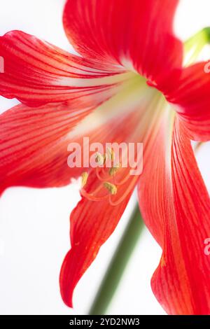 Fleur rouge d'Hippeastrum. Fleur isolée sur fond blanc. Fleur de maison. Belle plante. Banque D'Images