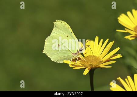 Brimstone (Gonepteryx rhamni), mâle assis sur une fleur jaune, Wilnsdorf, Rhénanie du Nord-Westphalie, Allemagne, Europe Banque D'Images