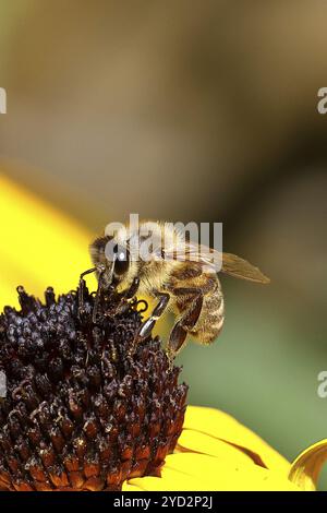 Abeille commune européenne (Apis mellifera), collecte du nectar d'un coneflower jaune (Echinacea paradoxa), gros plan, macro photographie, Wilnsdorf, North RHI Banque D'Images