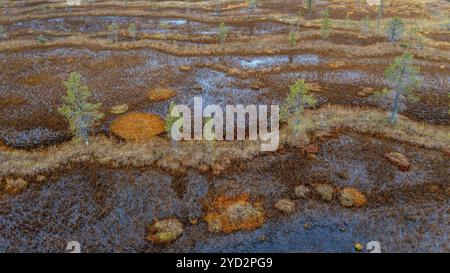 Image de drone, vue aérienne, gros plan, zone humide, tourbière en automne, Laponie, Finlande, Europe Banque D'Images