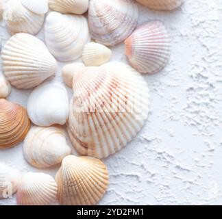 Coquilles sur un fond clair . Article sur les vacances. Les coquillages de mer reposent sur un fond clair Banque D'Images