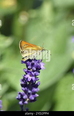 Grand skipper (Ochlodes venatus), ramassant le nectar d'une fleur de lavande commune (Lavandula angustifolia), gros plan, macro photographie, Wilnsdorf, Banque D'Images