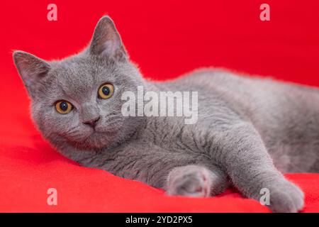 Gris Smoky peluche race de chat britannique regarde l'appareil photo sur un fond rouge.. Le concept de photographie Studio pour les articles et Banque D'Images