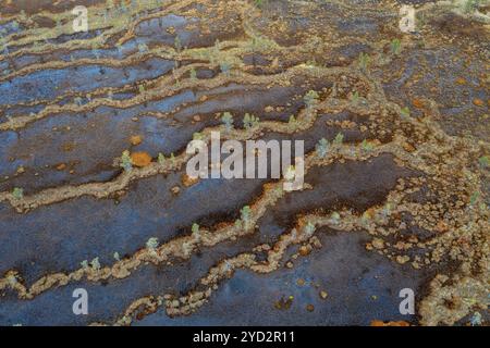 Image de drone, vue aérienne, gros plan, zone humide, tourbière en automne, Laponie, Finlande, Europe Banque D'Images