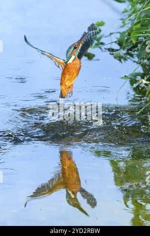 kingfisher commun (Alcedo atthis) volant hors de l'eau après la chasse aux poissons, Wildife, Catalogne, Espagne, Europe Banque D'Images