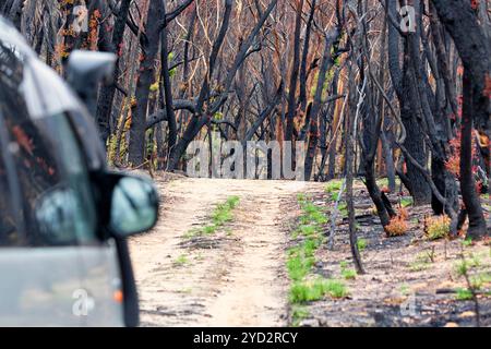 Conduite à travers des terres de brousse brûlées après des incendies d'été Banque D'Images