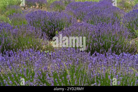 Détail plein cadre ensoleillé de champ de lavande fleuri lumineux vu dans la région de Provence dans le sud de la France Banque D'Images