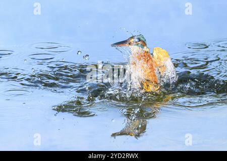 kingfisher commun (Alcedo atthis) volant hors de l'eau après la chasse aux poissons, Wildife, Catalogne, Espagne, Europe Banque D'Images