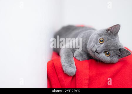 Gris Smoky peluche race de chat britannique regarde l'appareil photo sur un fond rouge.. Le concept de photographie Studio pour les articles et Banque D'Images