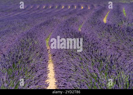 Détail plein cadre ensoleillé de champ de lavande fleuri lumineux vu dans la région de Provence dans le sud de la France Banque D'Images