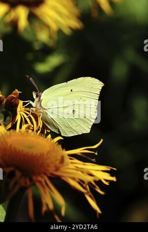 Papillon citron (Gonepteryx rhamny) sur une fleur jaune d'un grand Telekie (Telekia speciosa), devant un fond sombre, Wilnsdorf, Rhénanie-du-Nord-nous Banque D'Images