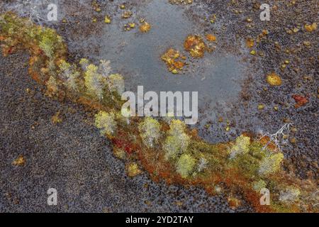 Image de drone, vue aérienne, gros plan, zone humide, tourbière en automne, Laponie, Finlande, Europe Banque D'Images
