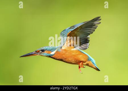 kingfisher commun (Alcedo atthis) en vol avec autumncolors, wildife, Catalogne, Espagne, Europe Banque D'Images