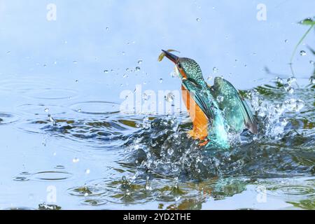 kingfisher commun (Alcedo atthis) volant hors de l'eau après la chasse aux poissons, Wildife, Catalogne, Espagne, Europe Banque D'Images