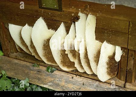 Nid d'abeilles abandonné par la colonie, nid d'abeilles, terrier naturel sauvage à l'extérieur de la ruche, cire d'abeille de couleur claire, cellules de couleur foncée pour couvain, élevage et p Banque D'Images