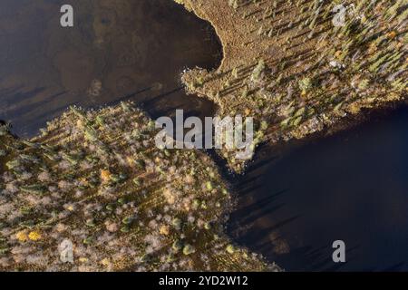 Image de drone, vue aérienne, gros plan, zone humide, tourbière en automne, Laponie, Finlande, Europe Banque D'Images