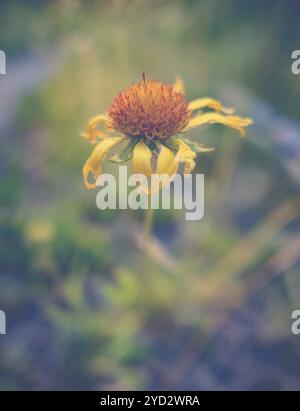Image d'un accent peu profondes jaune Fleur Daisy mourante Banque D'Images